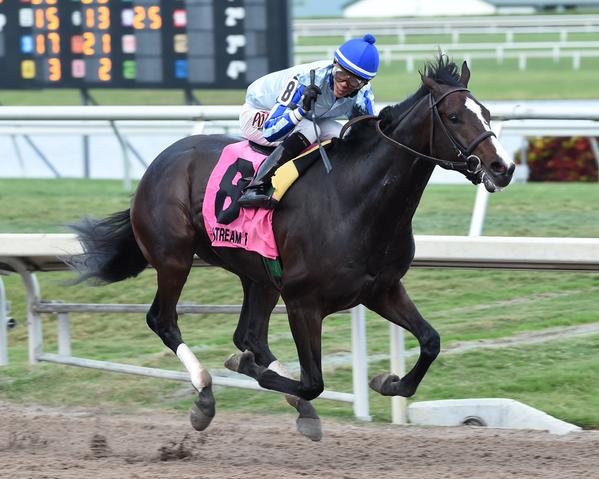 Upstart crushed the competition in the Holy Bull Stakes (Coglianese Photos)